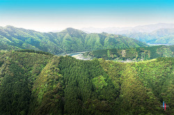  四万十の山林